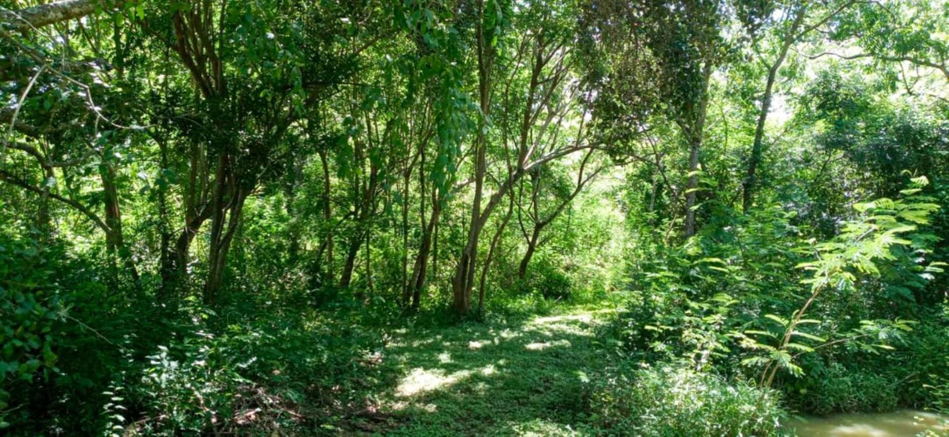 Hotel Lavish Eco Jungle Tissamaharama Zewnętrze zdjęcie