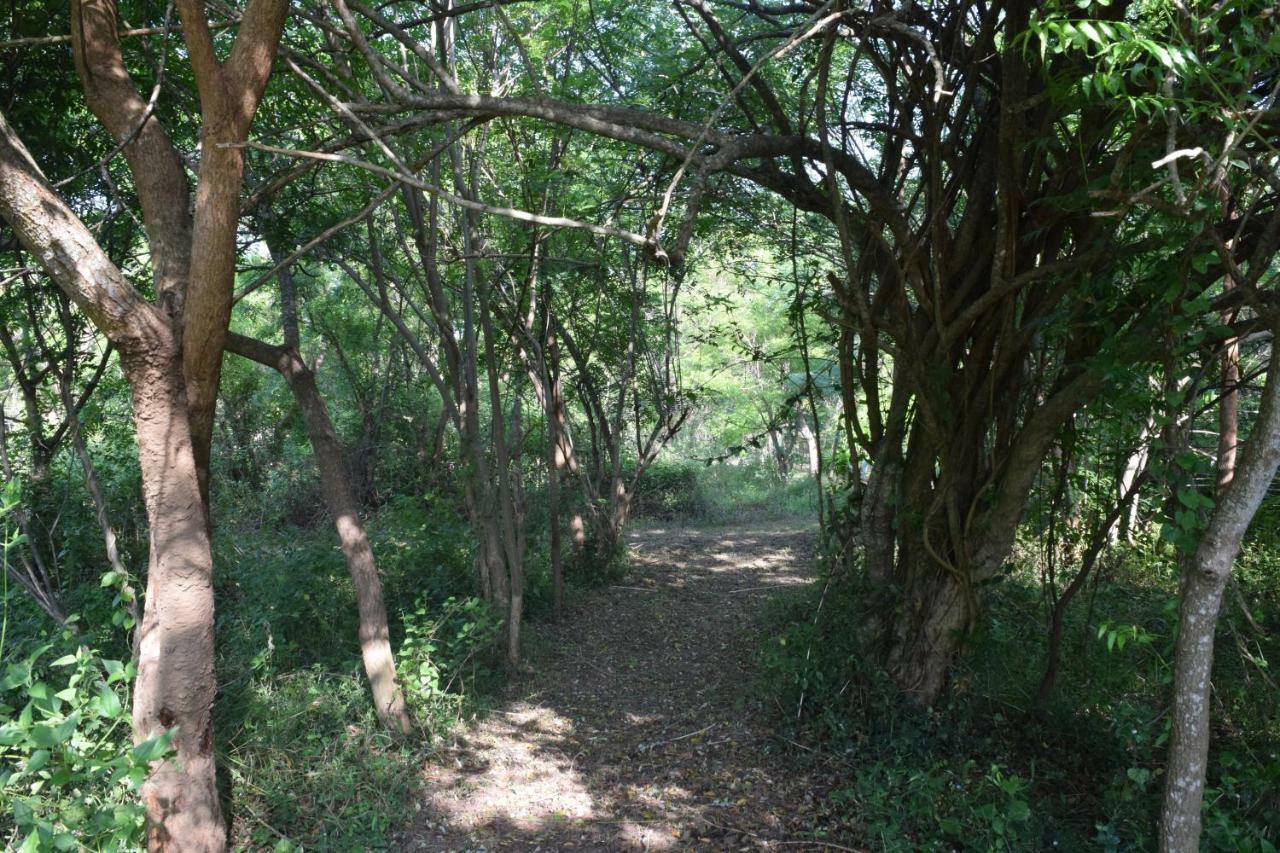 Hotel Lavish Eco Jungle Tissamaharama Zewnętrze zdjęcie