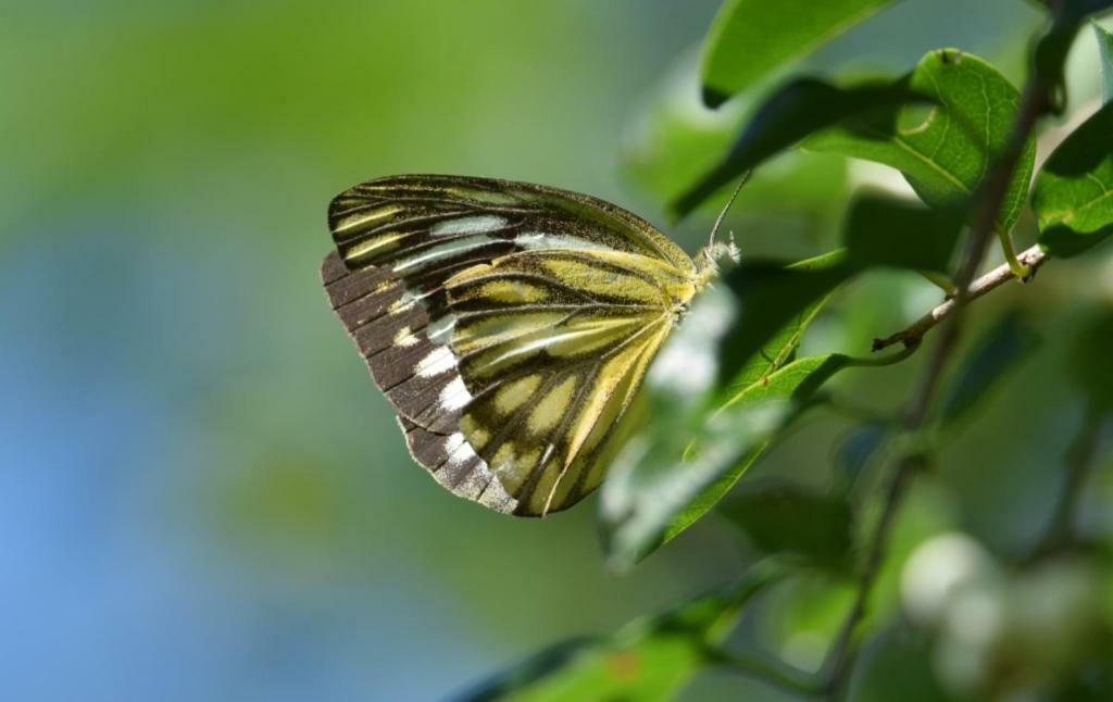 Hotel Lavish Eco Jungle Tissamaharama Zewnętrze zdjęcie
