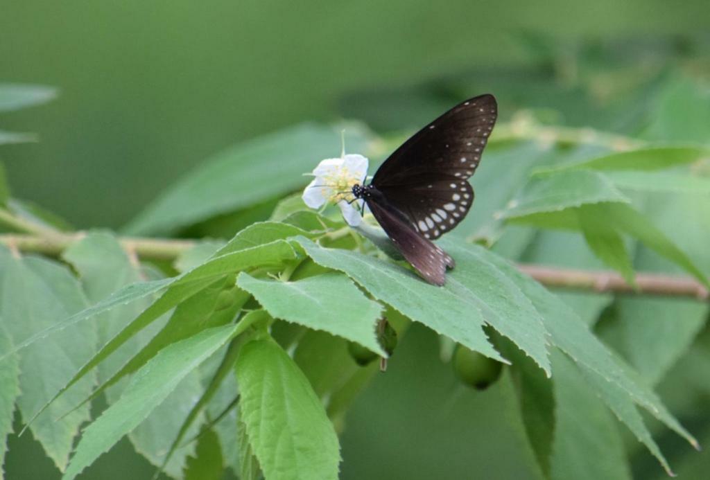 Hotel Lavish Eco Jungle Tissamaharama Zewnętrze zdjęcie